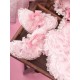 Mademoiselle Pearl Sanrio My Melody Peach Blossom Themed OPs(Reservation/Full Payment Without Shipping)